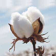 100% Organic Cotton