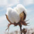 100% Certified Organic Cotton